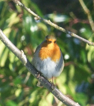 picture of a robin