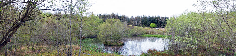 view from bird hide
